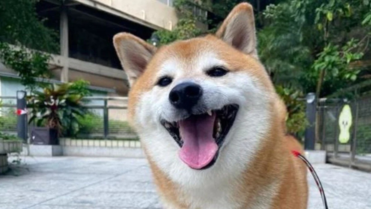 Doge Meme'lerinin fenomeni köpek Cheems kansere yenildi