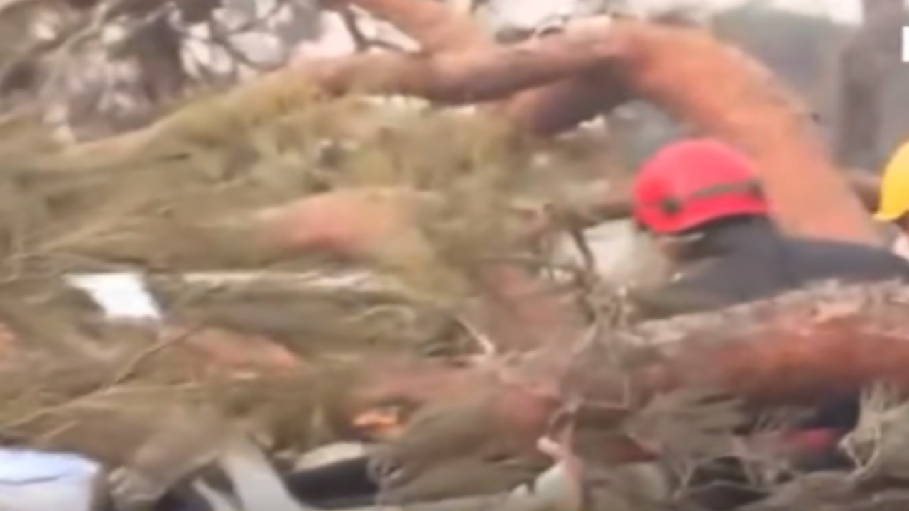 Canlı yayında ağaç devrildi: Bir yaralı