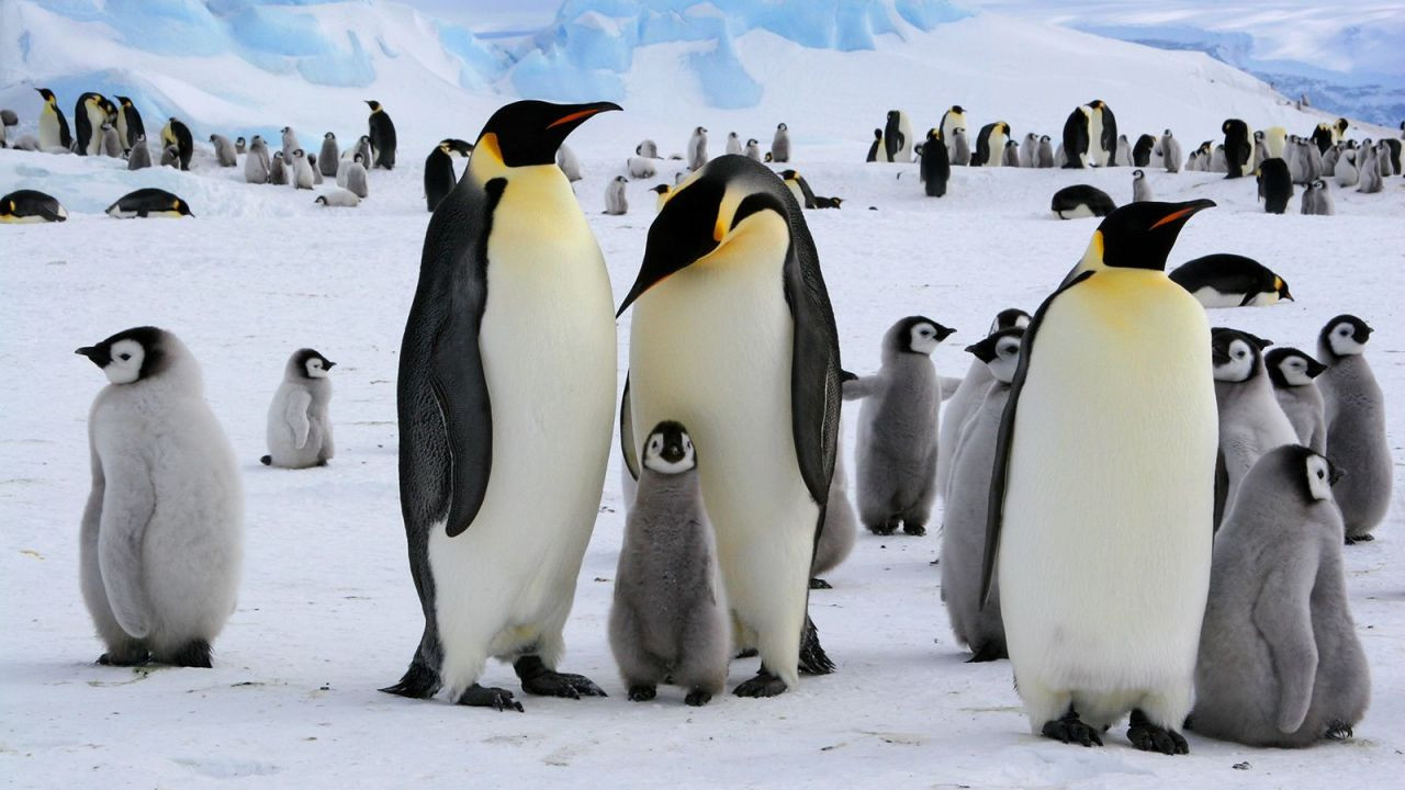 Antarktika’da 10 bine yakın yavru penguen öldü: Geleceğin habercisi... - Sayfa 1