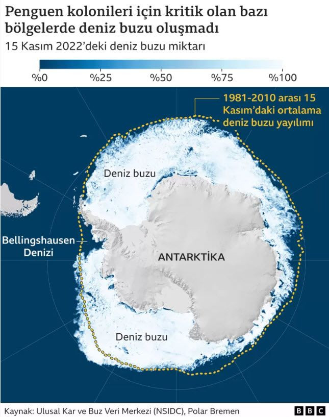 Antarktika’da 10 bine yakın yavru penguen öldü: Geleceğin habercisi... - Sayfa 4