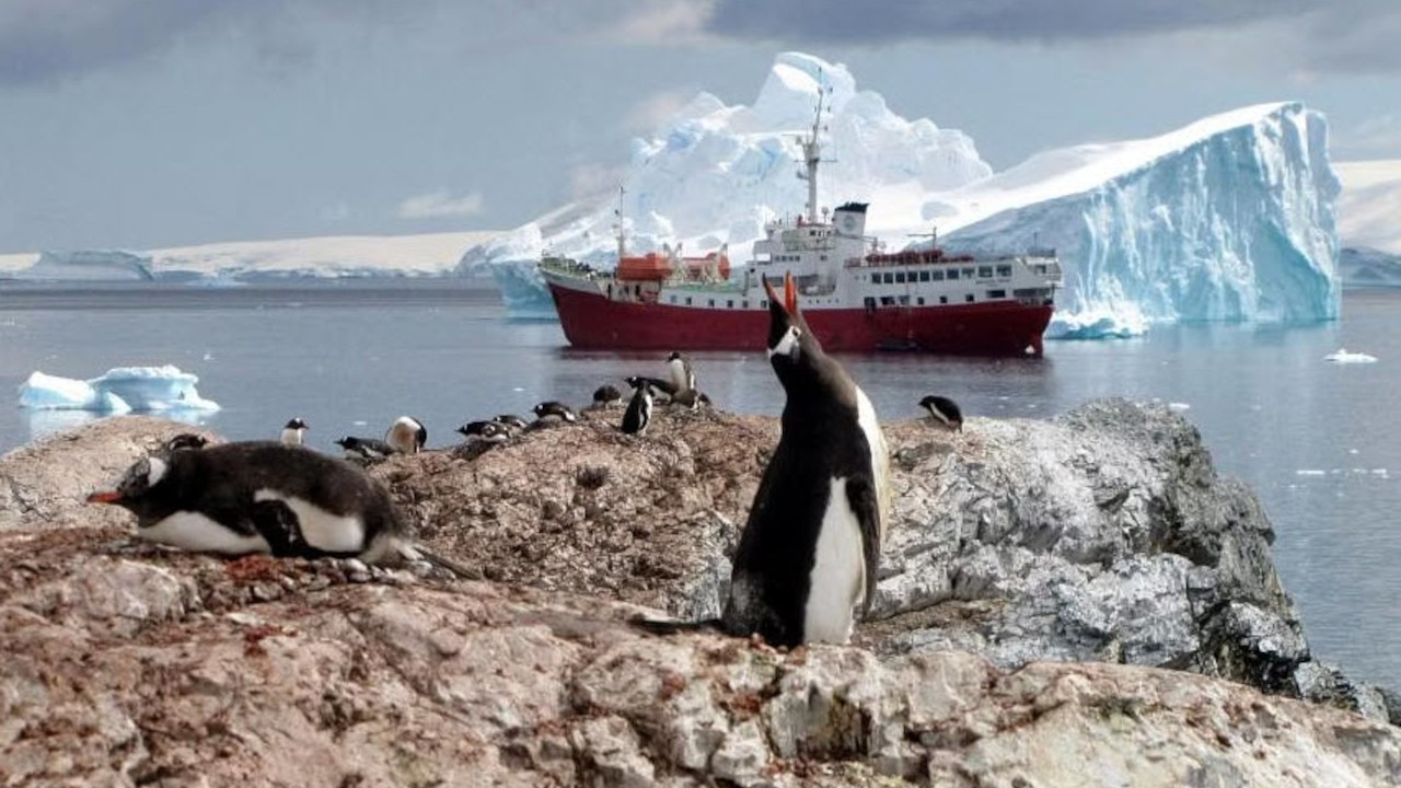 Antarktika’da 10 bine yakın yavru penguen öldü: Geleceğin habercisi...