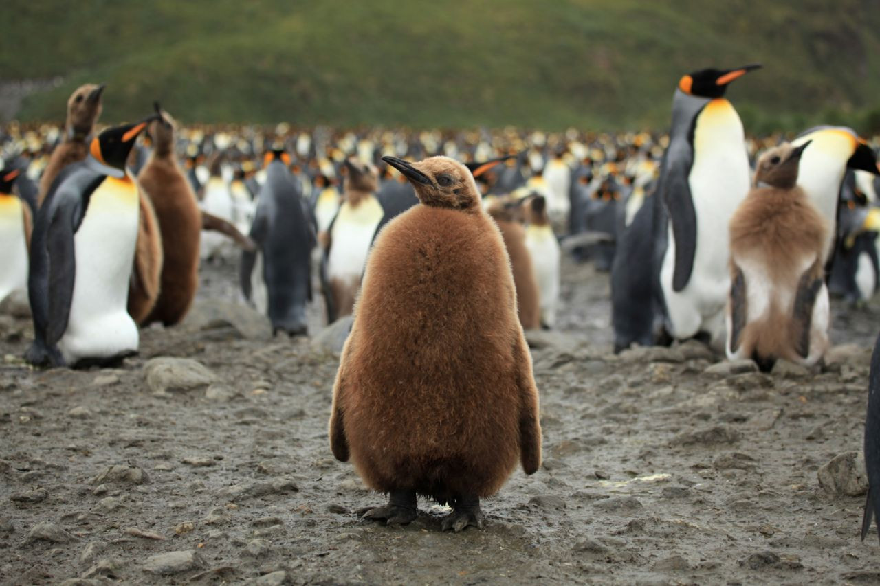 Antarktika’da 10 bine yakın yavru penguen öldü: Geleceğin habercisi... - Sayfa 3