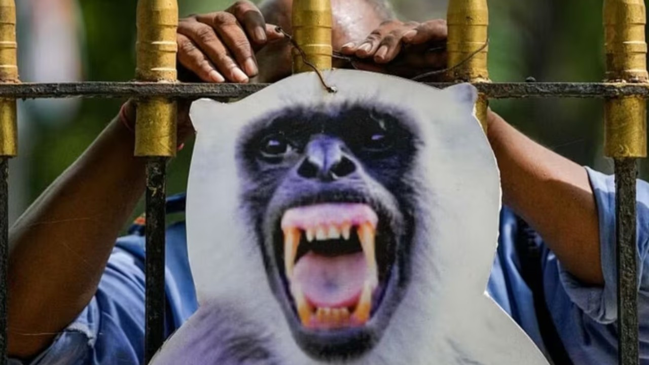 Hindistan'da G20 Liderler Zirvesi öncesi 'maymun' önlemi: Maketlerle korkutacaklar
