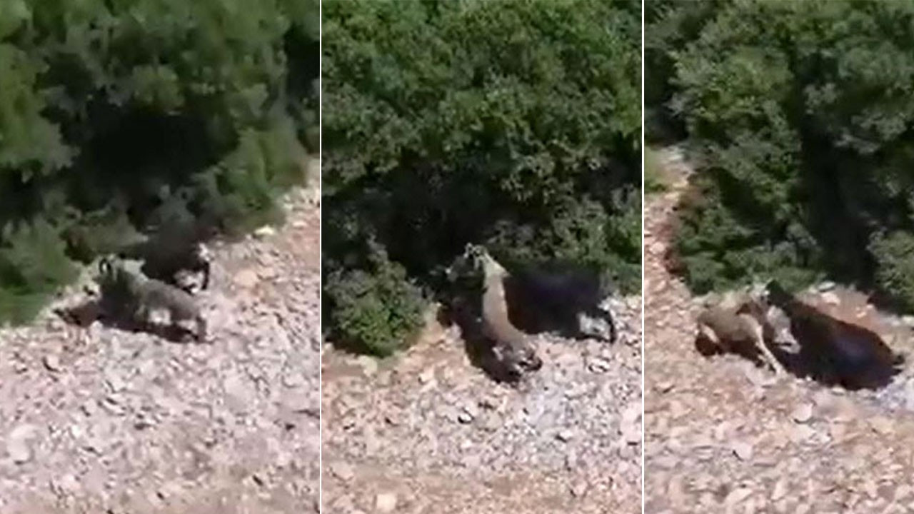Çoban, sürüsündeki keçiye saldıran çakalı dronla görüntüledi