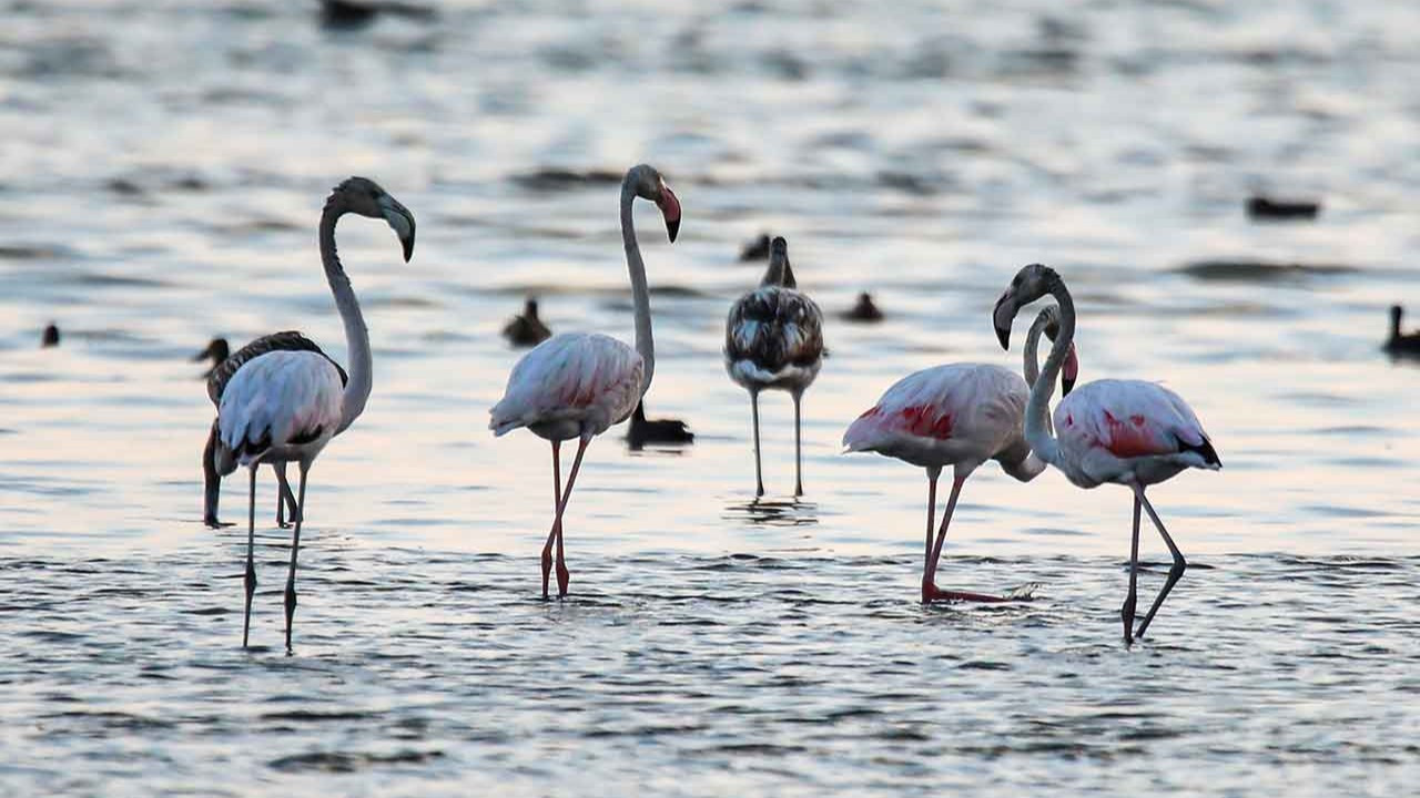 Flamingolar artık gelmeyecek mi?