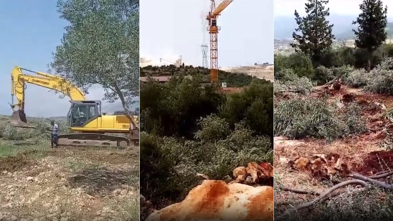 İskenderun'da depremzede konutları için zeytin ağaçları dalındaki mahsulle kesildi
