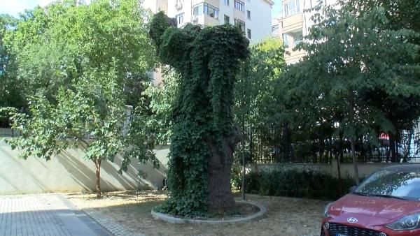 Kadıköy'de 51 daireyi icralık eden ağaç - Sayfa 4