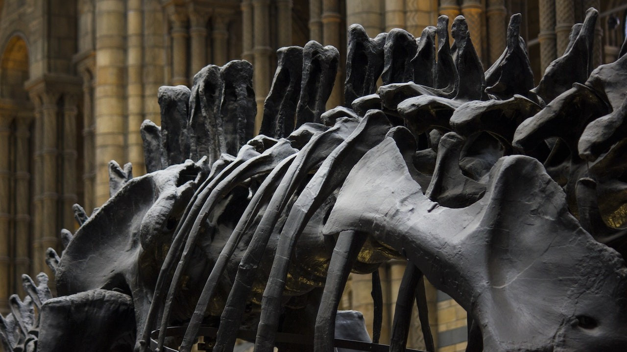 Güney Amerika’da 265 milyon yıllık yırtıcı fosili bulundu