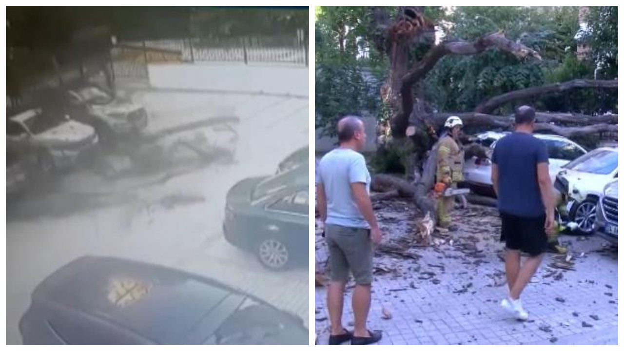 Kadıköy'de 51 daireyi icralık eden ağaç