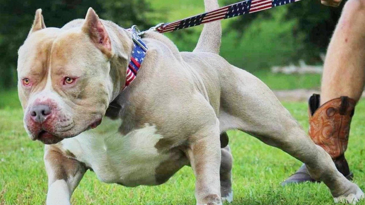İngiltere Başbakanı duyurdu: American Bully XL cinsi köpeklere yasak