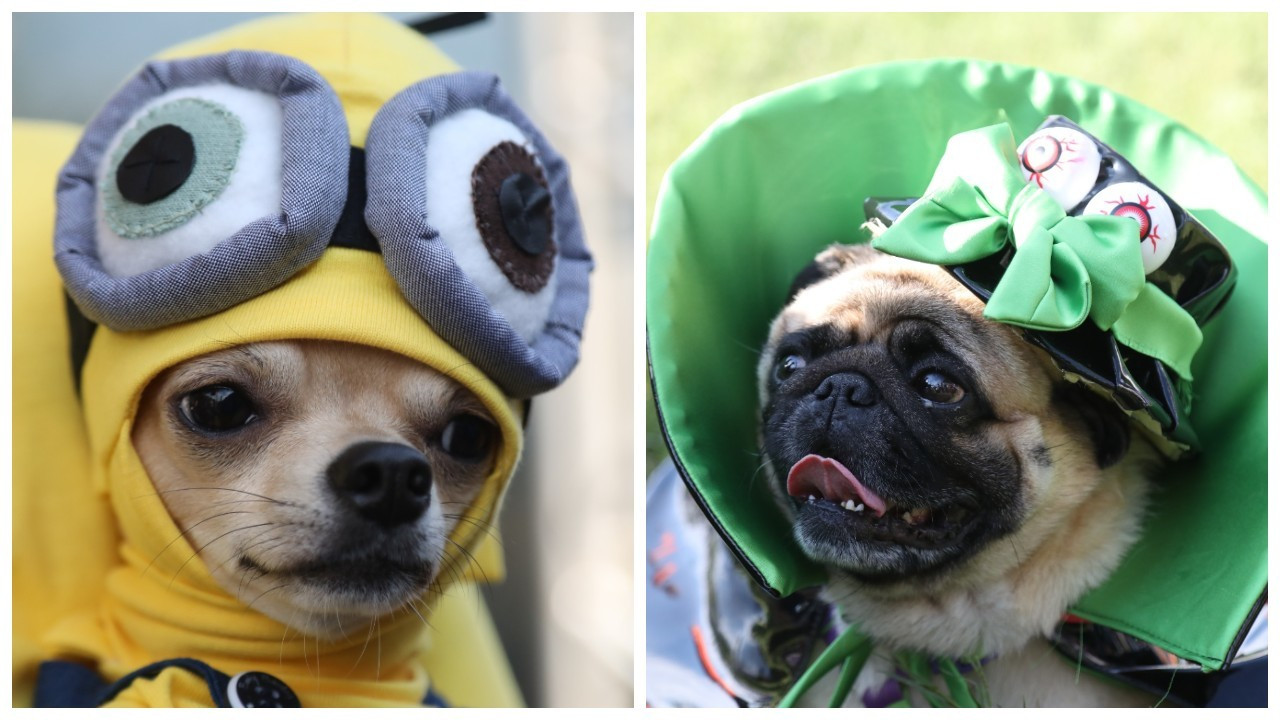 Samsun'da kedi ve köpek kostüm yarışması yapıldı