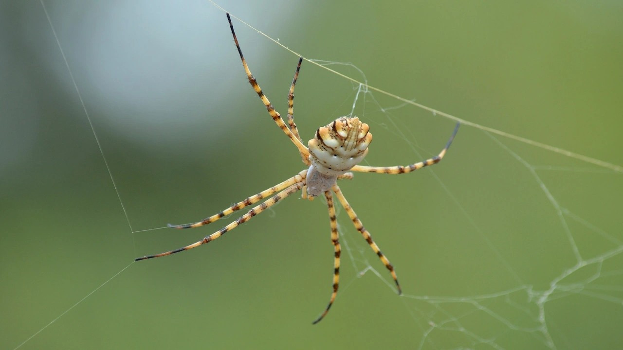 Zehri sinir hücrelerini öldüren örümcek Malatya'da görüldü