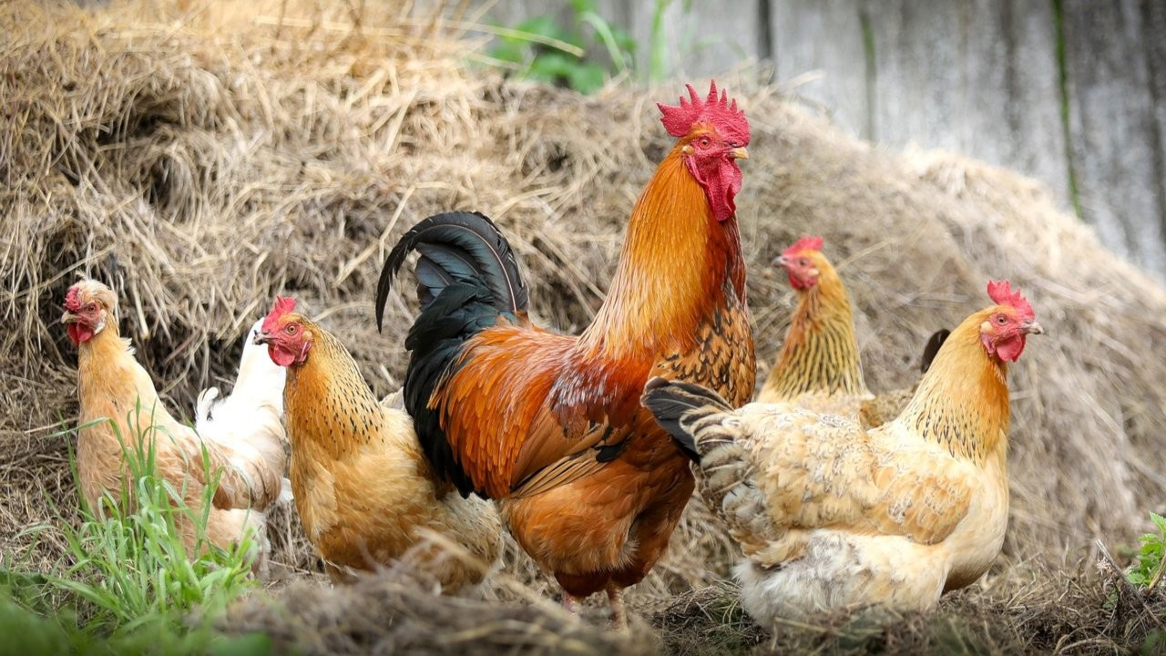 Tavuk gıdaklamalarını tercüme eden yapay zeka geliştirildi