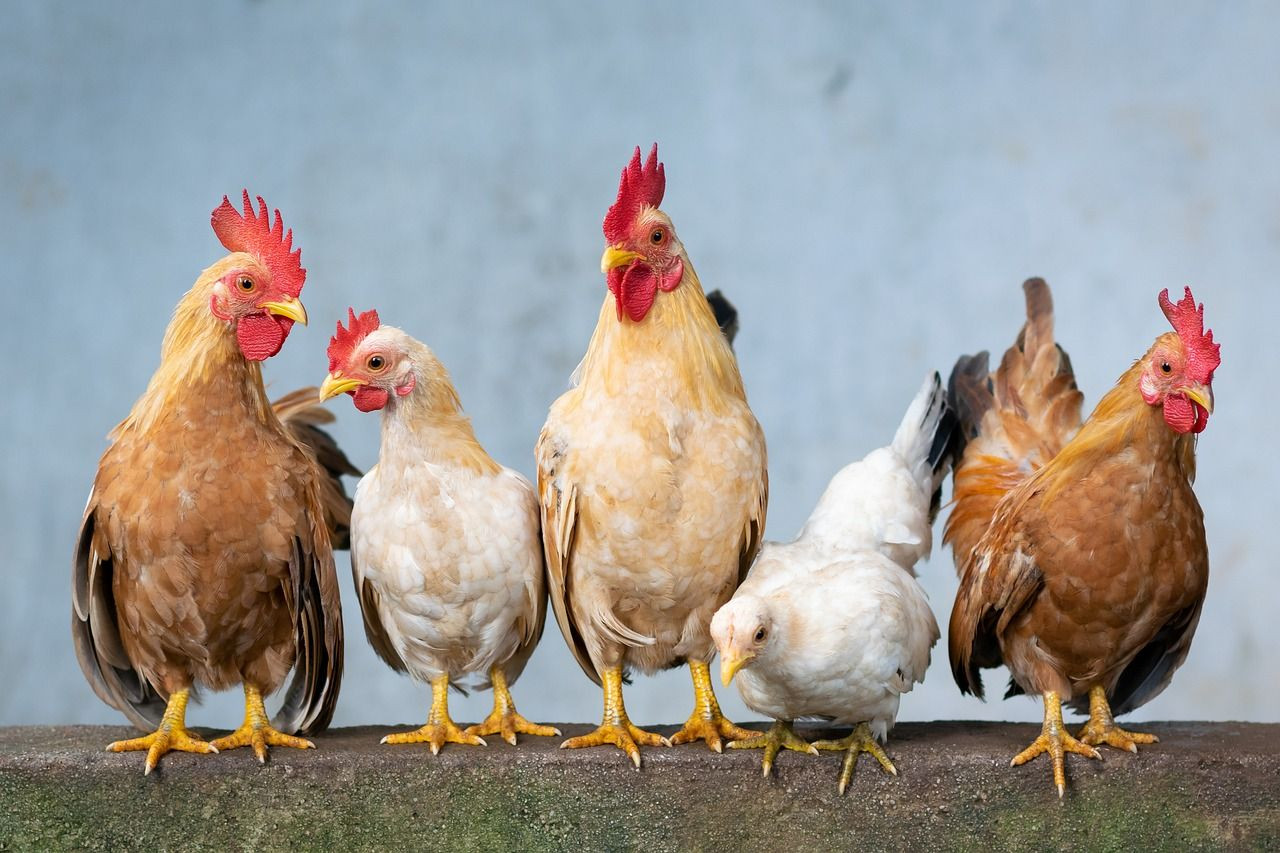 Tavuk gıdaklamalarını tercüme eden yapay zeka geliştirildi - Sayfa 4