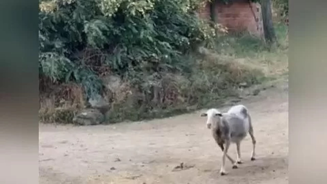 Kenevir yiyen koyun 'kafayı' buldu