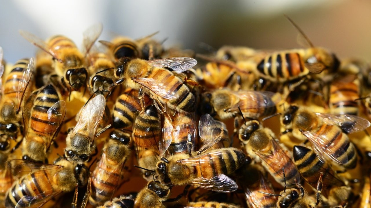Arı sürüsünün saldırdığı 59 yaşındaki adam öldü