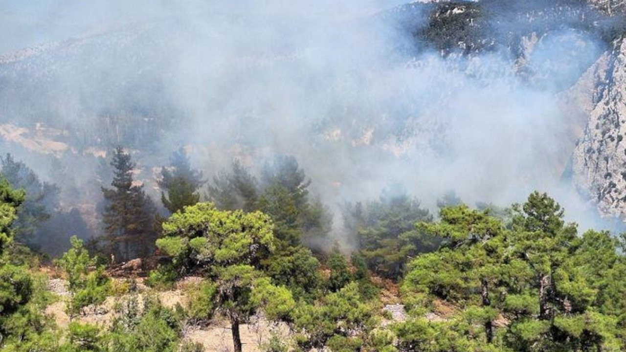 Ordu'da çıkan örtü yangını kontrol altında