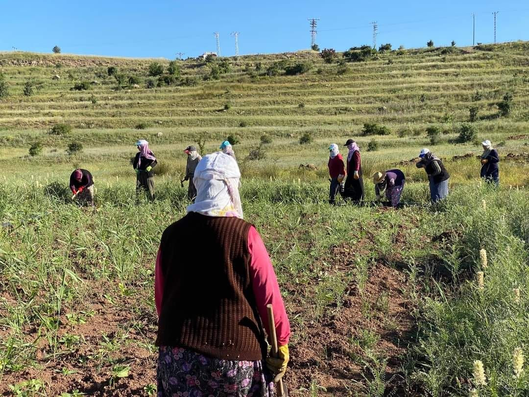 İspir fasulyesini dolu vurdu, verim düştü - Sayfa 5