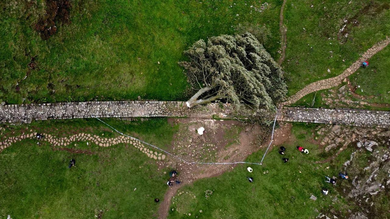 16 yaşındaki çocuk 300 yıllık ikonik çınar ağacını kesti