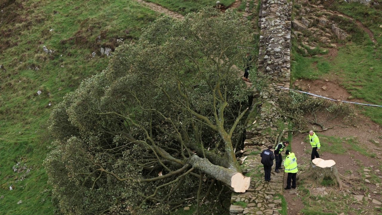 300 yıllık ikonik ağaç kesilmişti: Bir kişi daha gözaltına alındı