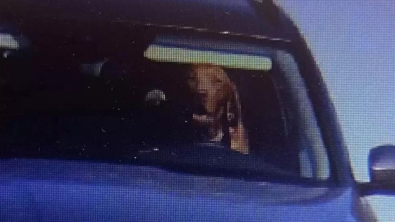 Köpeği direksiyon başında görüntülenen araç sahibine para cezası