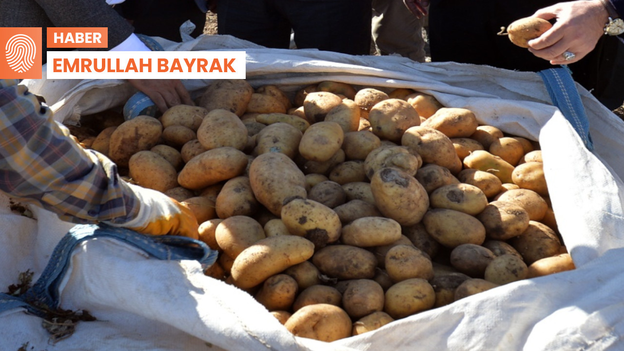 Pasinler patatesi alıcısını arıyor: ‘Kaliteli olduğu için satamıyoruz’