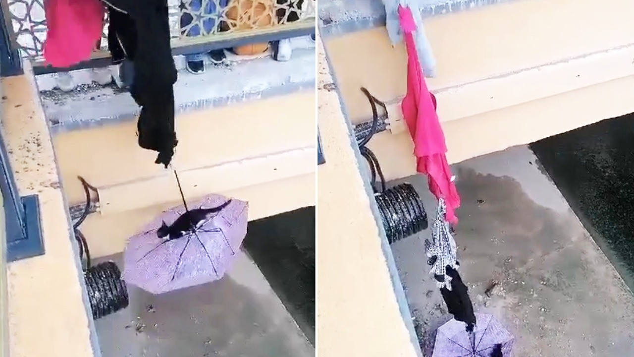 Dereye düşen kedi şemsiye ile kurtarıldı