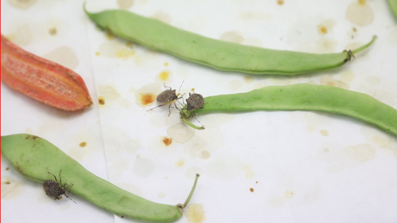 Laboratuvarda üretildi: Samuray arılarının kokarcayla mücadelesi