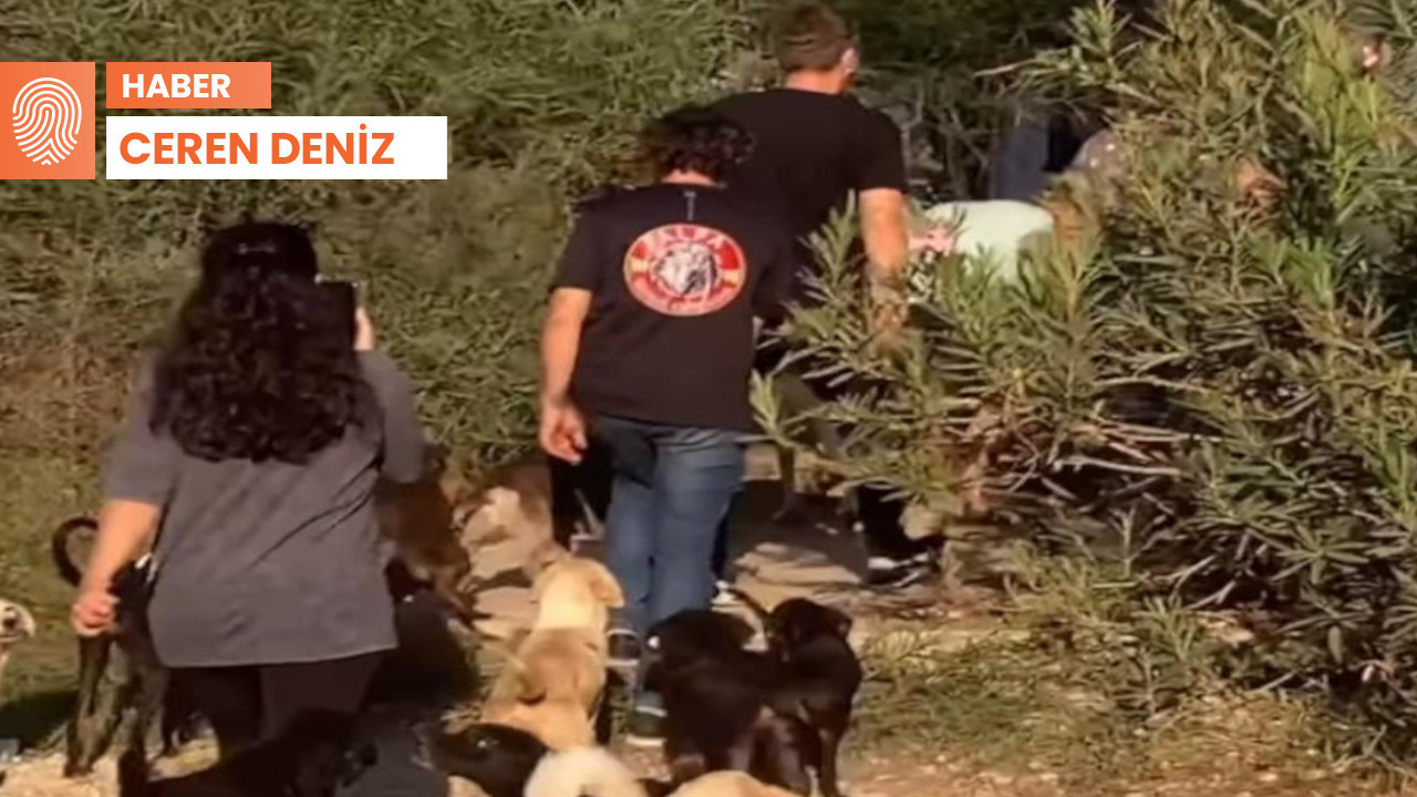 Antalya'da belediyelere ait barınaklarda toplu hayvan mezarları bulundu