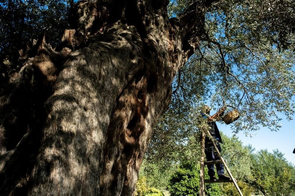 Dünyanın meyve veren en yaşlı ağacı: Bin 600 yaşında - Sayfa 3