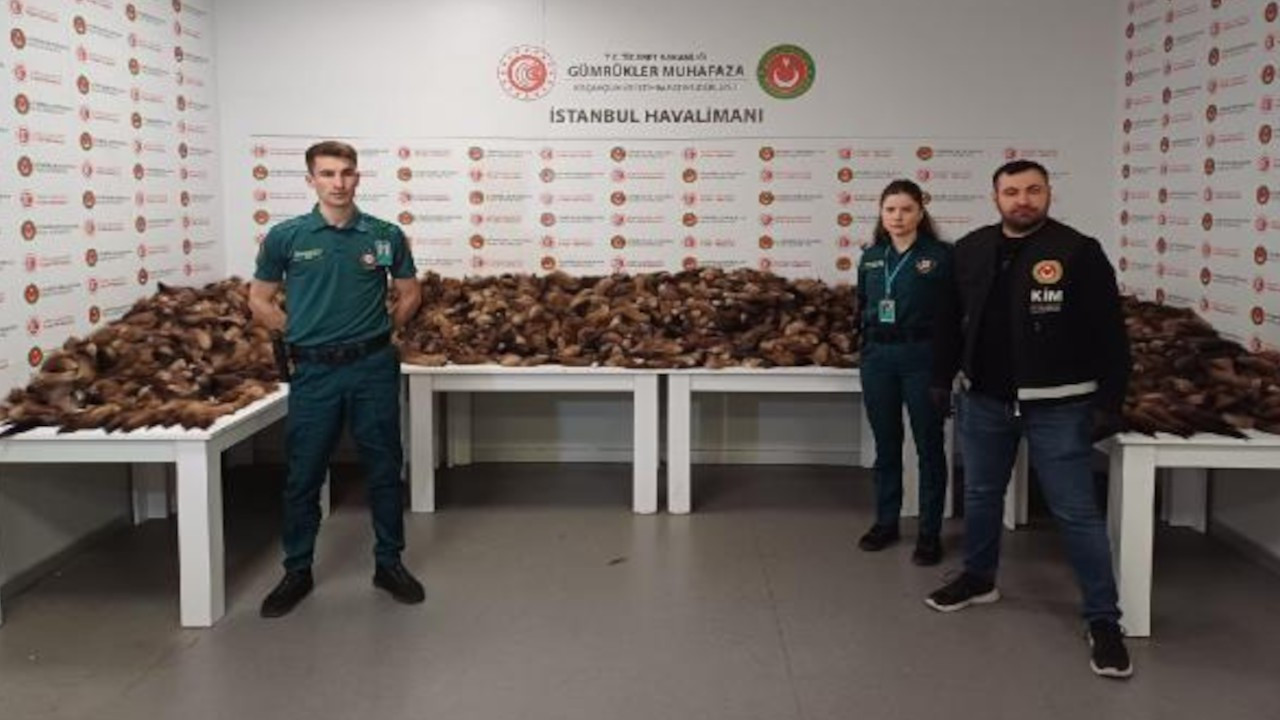 İstanbul Havalimanı'nda binlerce tilki kuyruğu ele geçirildi
