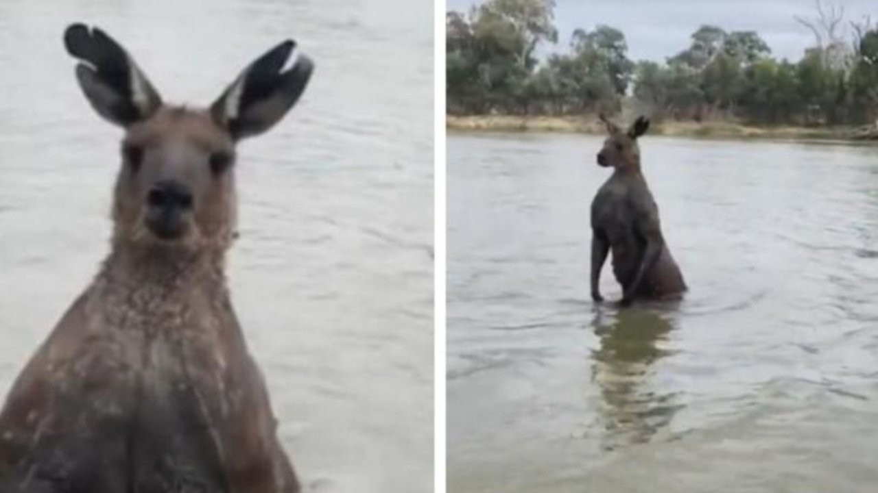 'Vücutçu' kanguru: Köpeği rehin aldı, sahibini darp etti