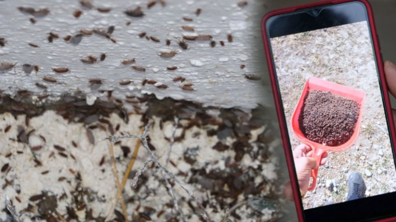 Kürek kürek atıyorlar gene bitmiyor: Evlerde nemi seven böcek istilası