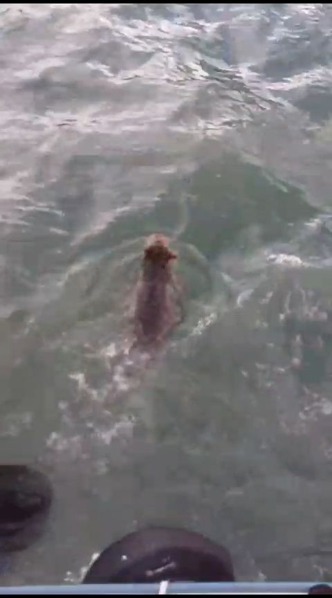 Giresun'da denizde mahsur kalan yavru ayıyı balıkçılar kurtardı - Sayfa 1