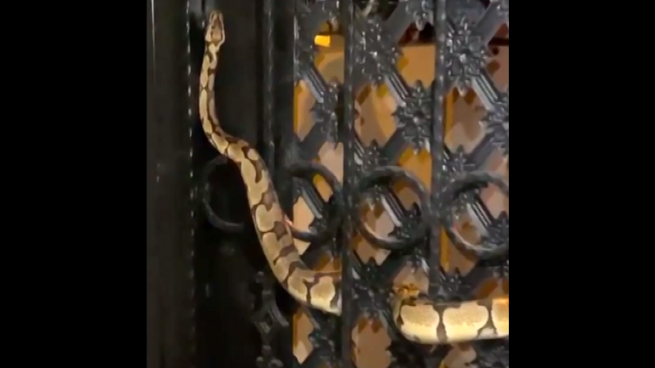 Antalya'da site kapısına sıkışan 1,5 metrelik yılanı itfaiye kurtardı