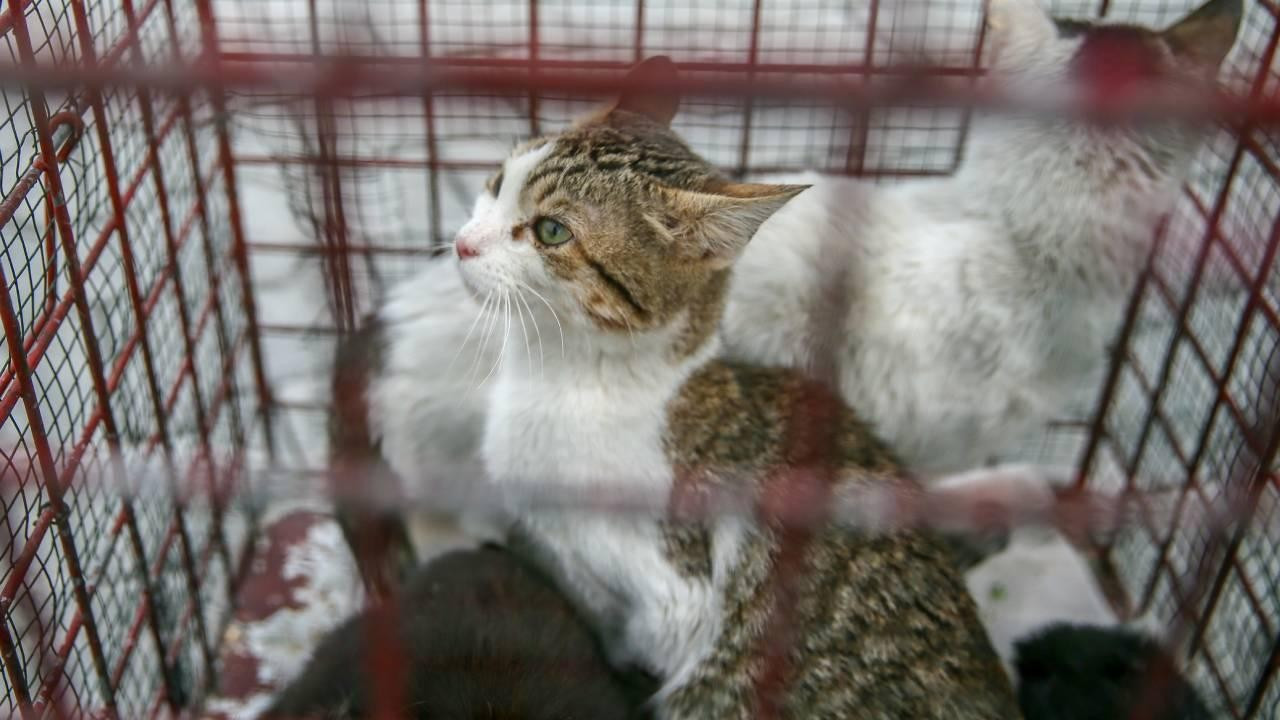 Çin'de kesilmek üzere alıkonulan binden fazla kedi kurtarıldı