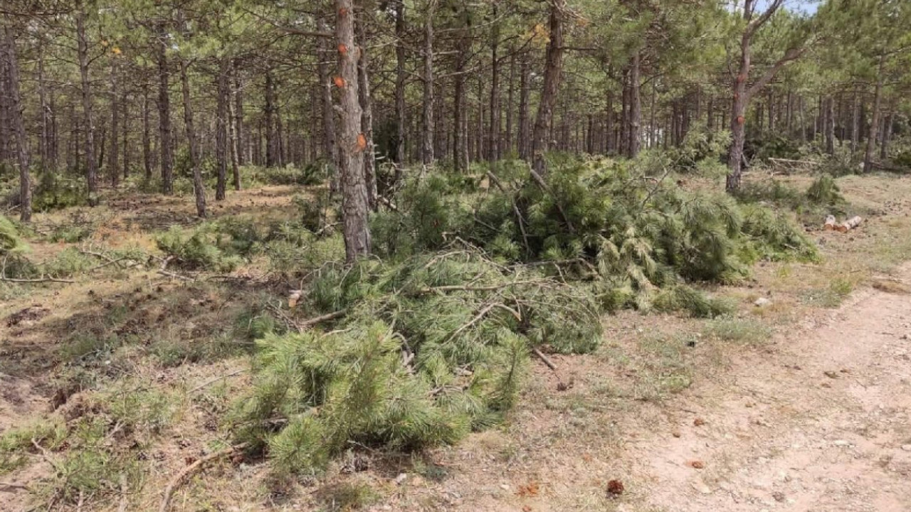 Eskişehir'de Millet Ormanı için ağaç kesildi