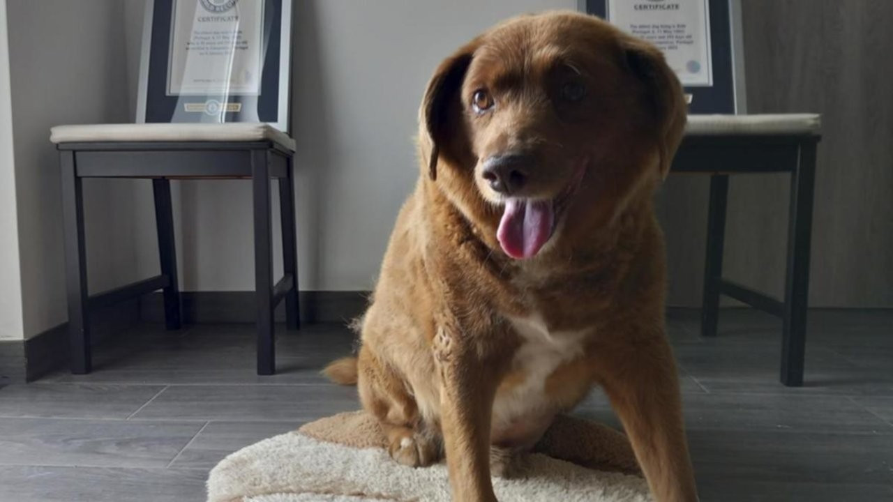 Dünyanın en uzun yaşayan köpeği Bobi'nin yaşı incelenecek