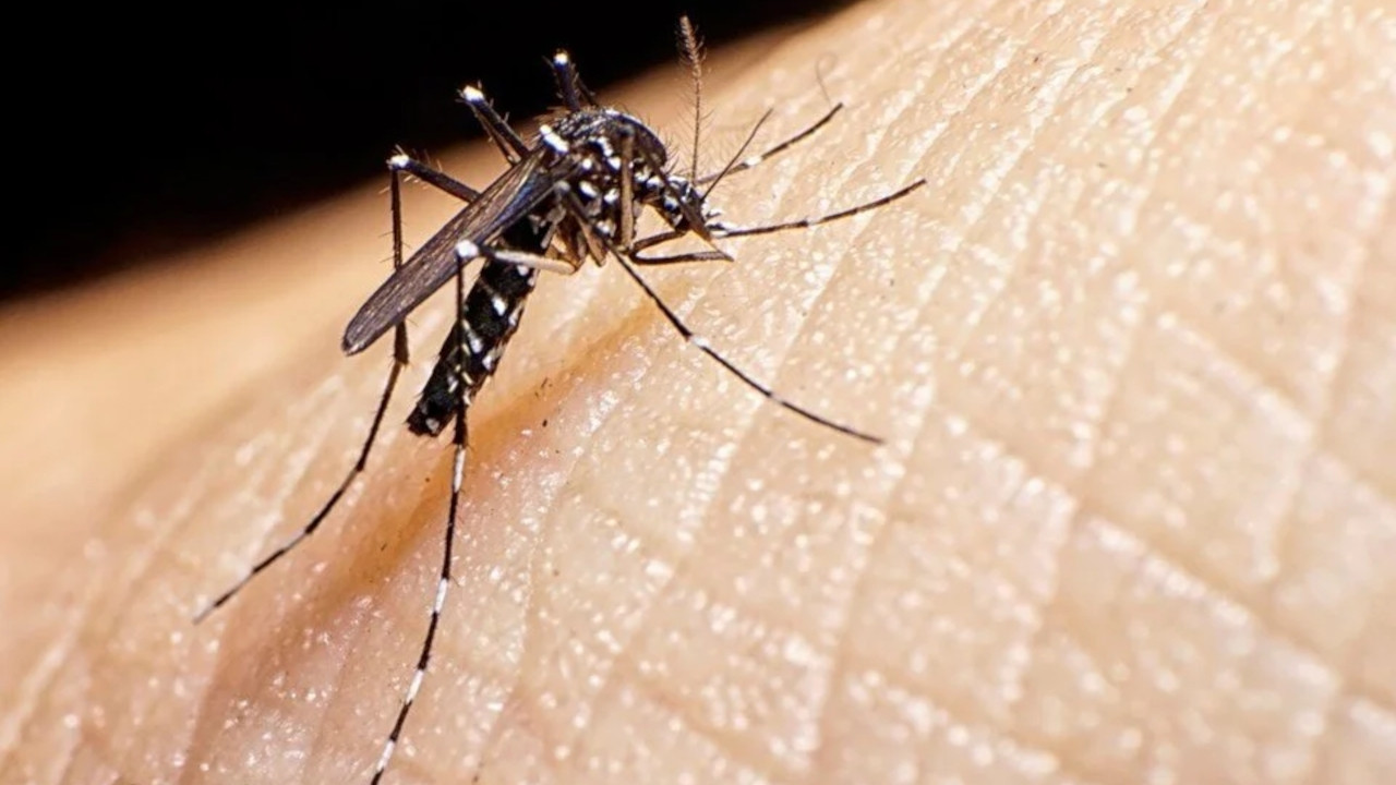 Yunanistan'da Asya kaplan sivrisineği alarmı
