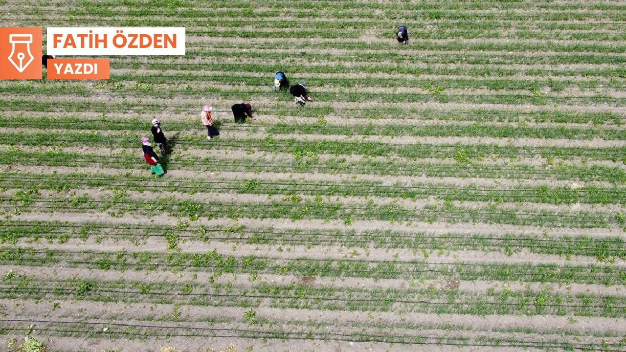 'Modern' tarımı yoldan çıkarmaya yönelik bir çağrı: Agroekoloji