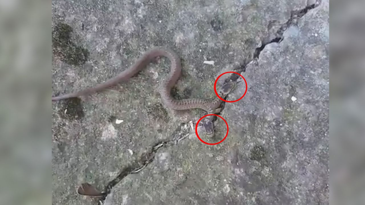 Trabzon'da çift başlı yılan görüldü - Sayfa 1