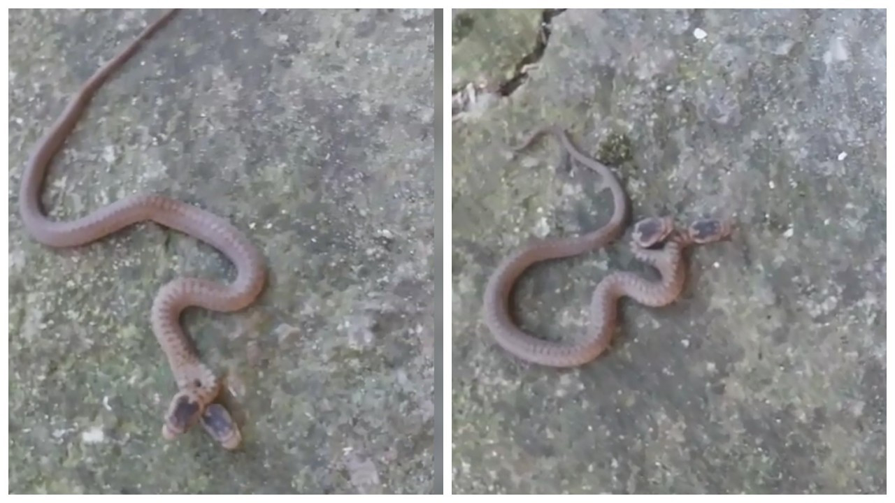 Trabzon'da çift başlı yılan görüldü