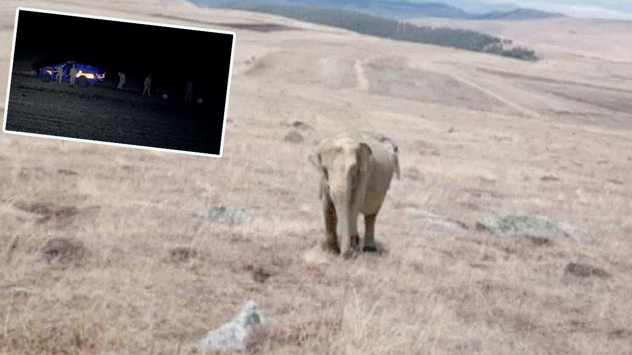 Ardahan’da bir garip olay: Jandarma fotoğraftaki fili aradı