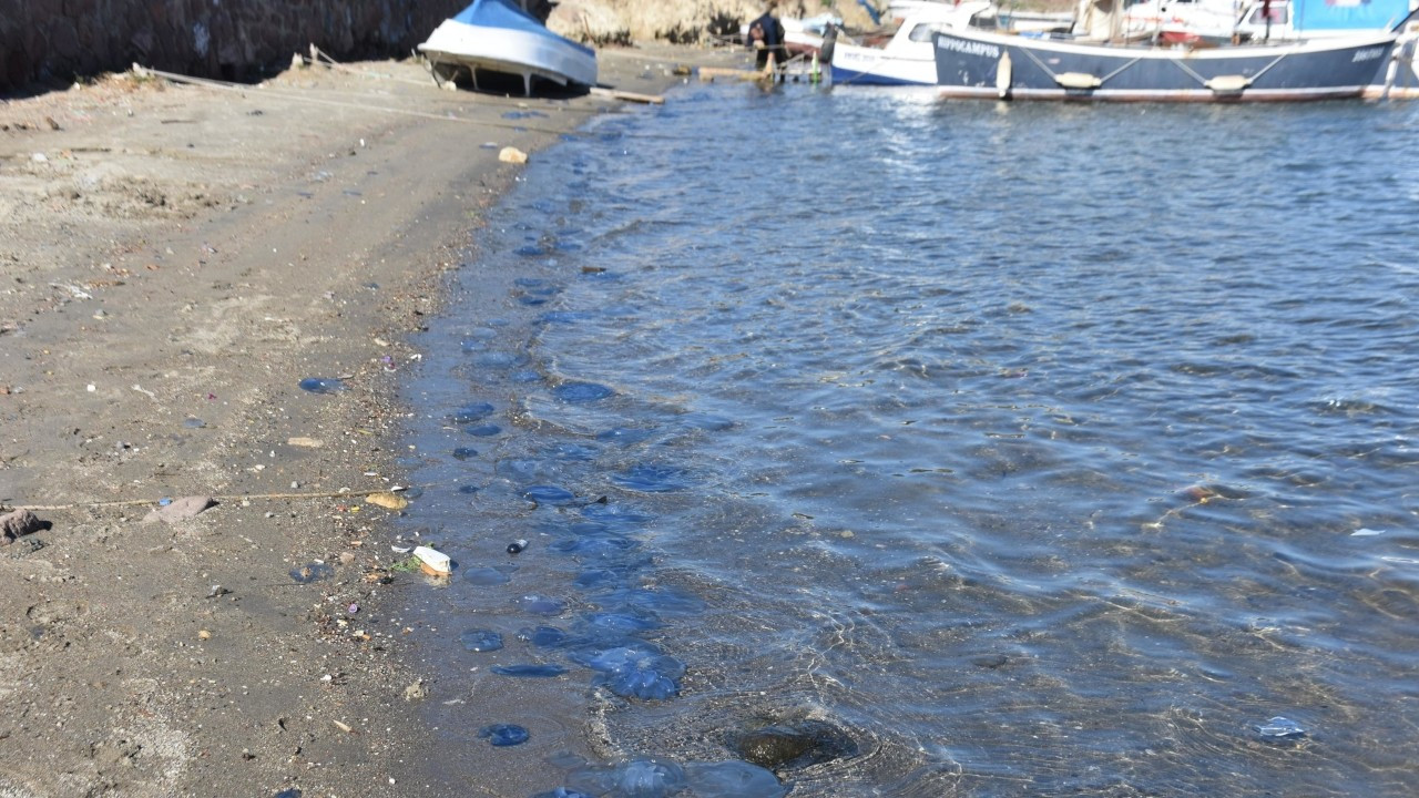Foça'da mavi denizanası istilası: Kötü sonuçlar doğurabilir