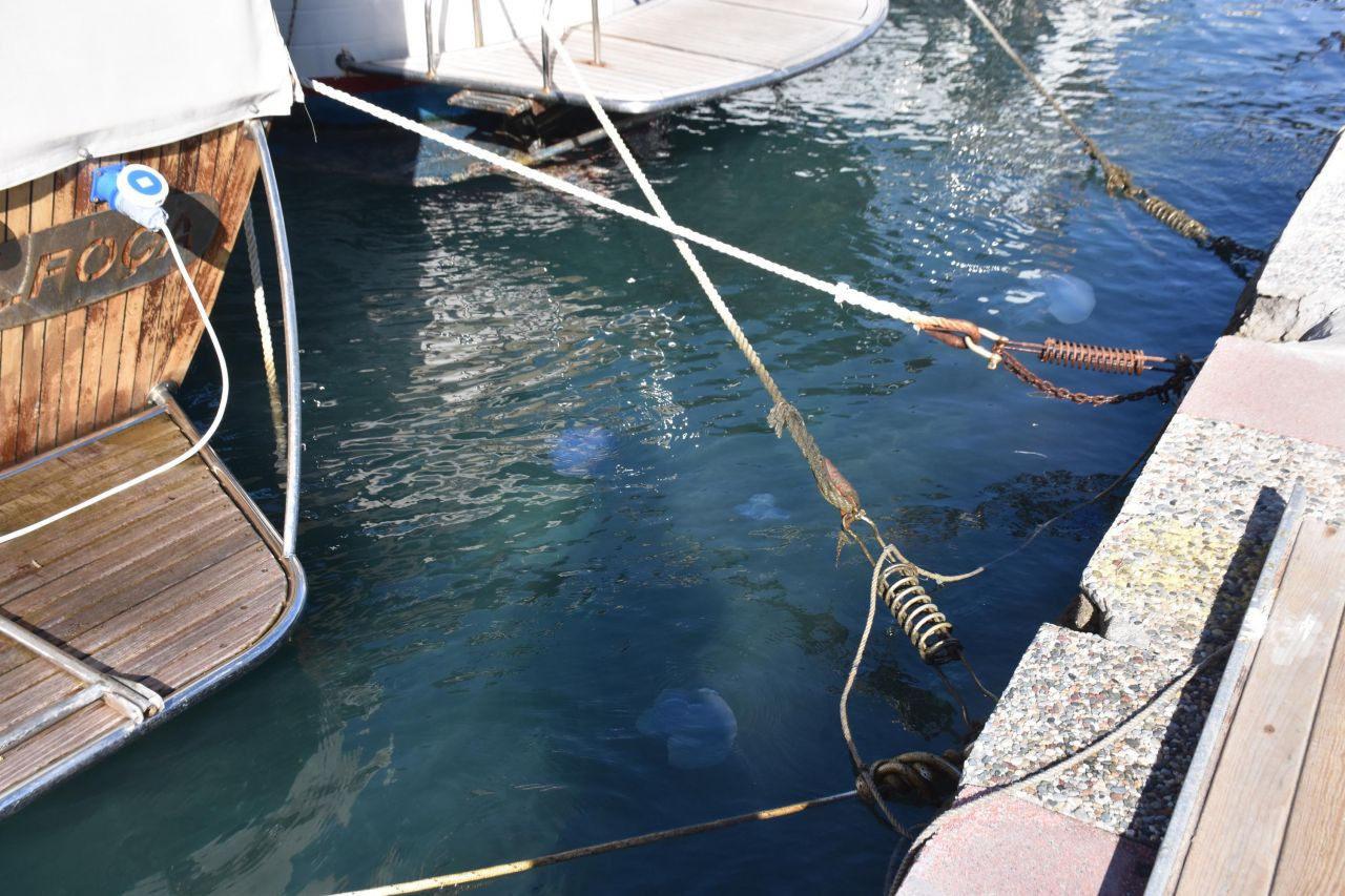 Foça'da mavi denizanası istilası devam ediyor: Kötü sonuçlar doğurabilir - Sayfa 4