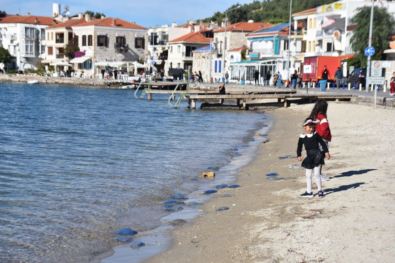 Foça'da mavi denizanası istilası devam ediyor: Kötü sonuçlar doğurabilir - Sayfa 1