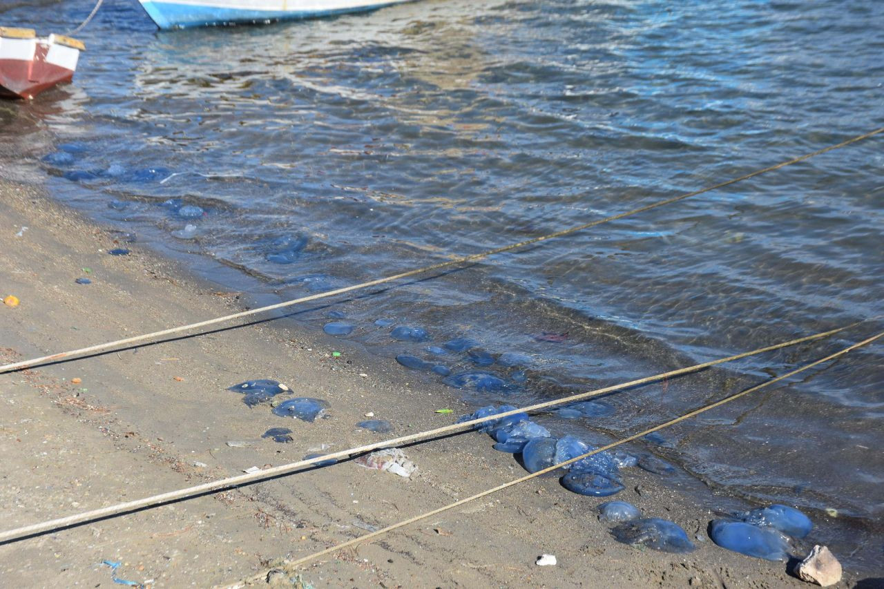 Foça'da mavi denizanası istilası devam ediyor: Kötü sonuçlar doğurabilir - Sayfa 3