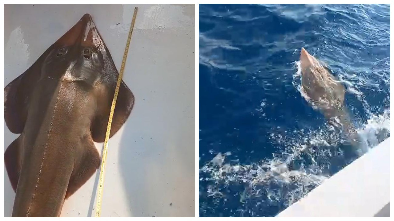 İnsan yüzlü balık Antalya'da ağa takıldı: 170 santim boyunda