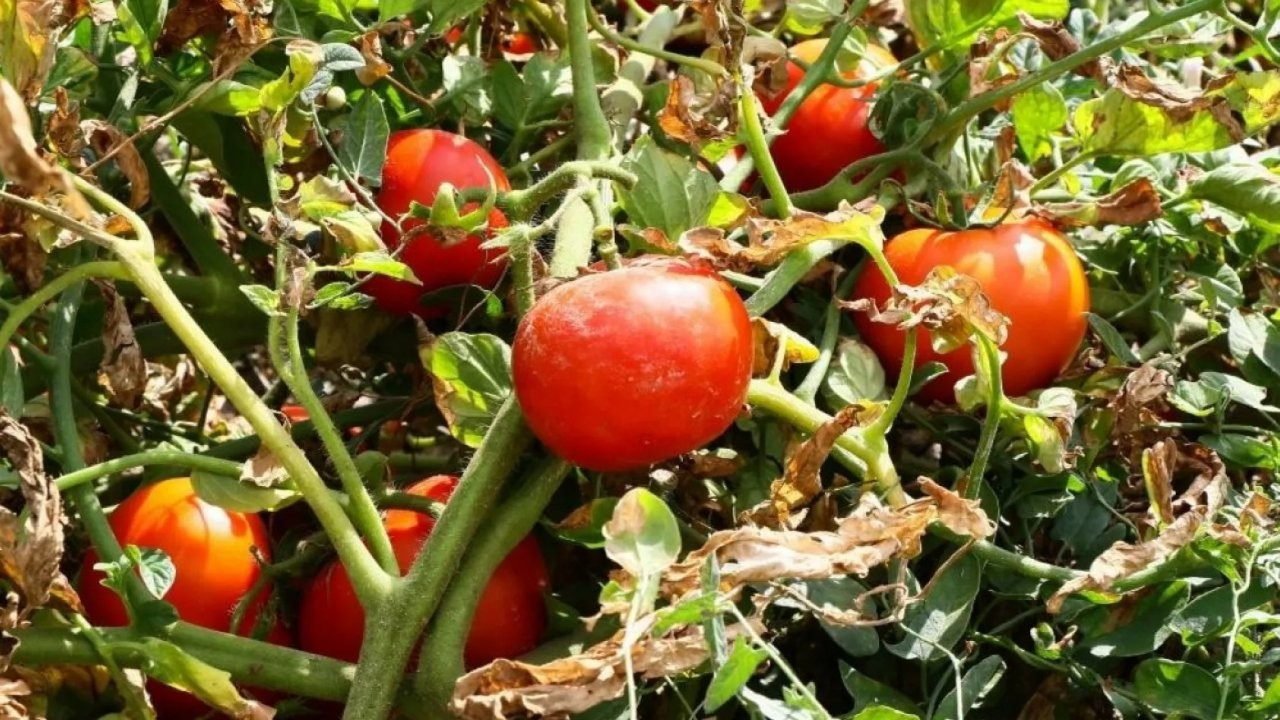 Ayaş domatesi Avrupa Birliği tescili aldı