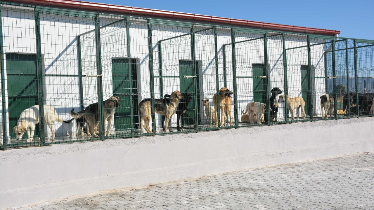 Yalova'da yemek artıklarından kedi ve köpek maması üretiliyor